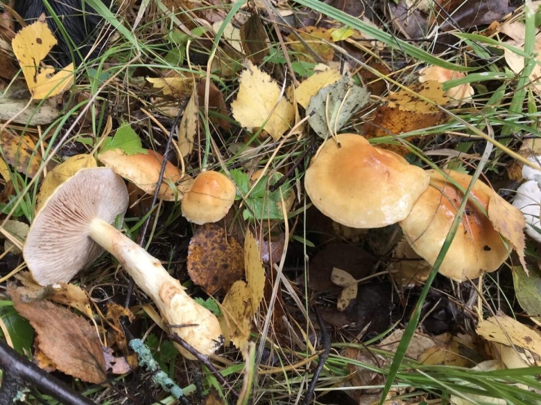 Паутинник триумфальный гриб