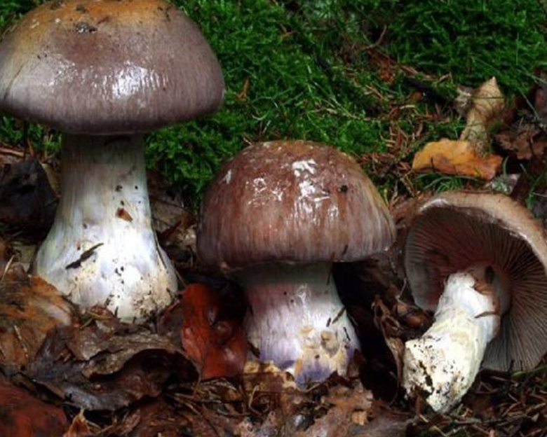 Белопаутинник клубненосный