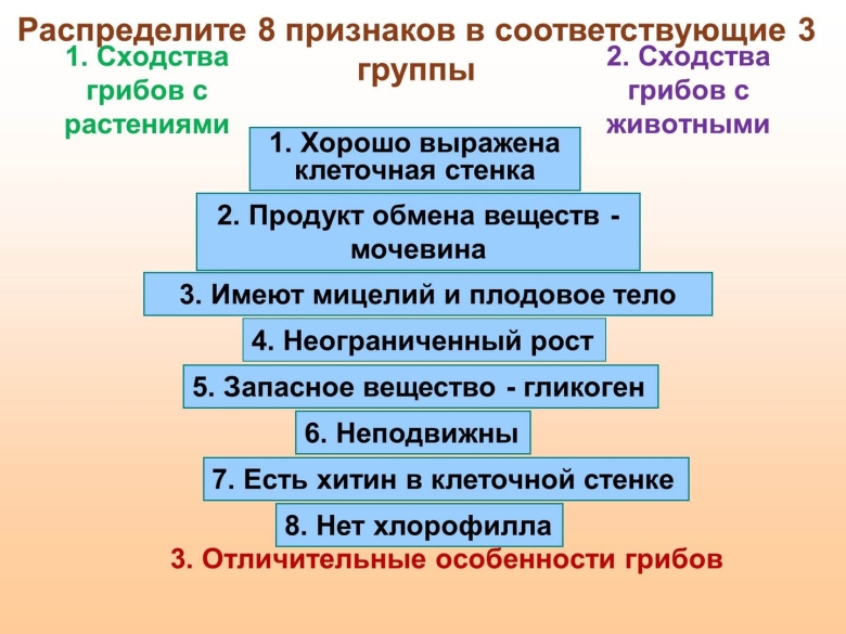 Сходство грибов с растениями и животными