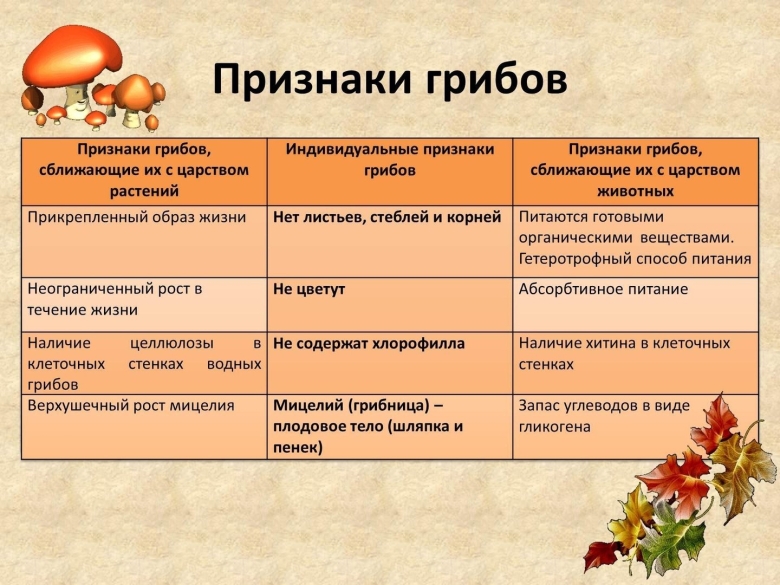 Общая характеристика грибов строение
