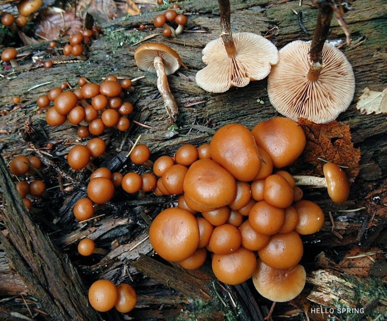 Гриб Галерина окаймленная