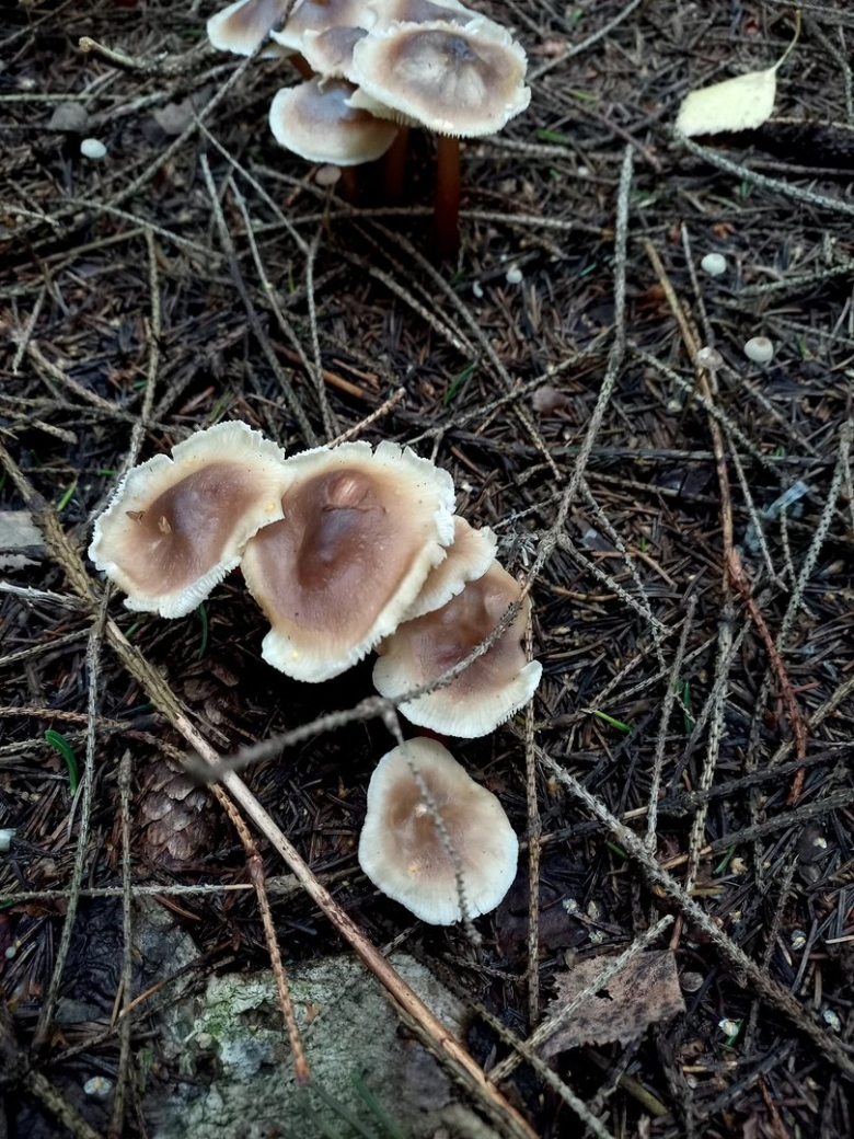 Эксидия железистая гриб