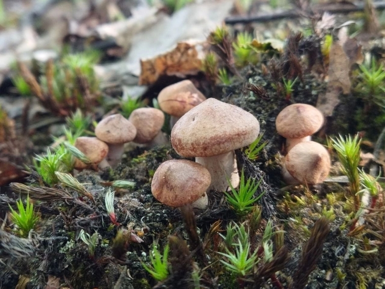 Ведьмино масло грибы