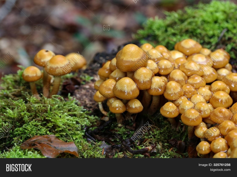 Опенок весенний Приморский