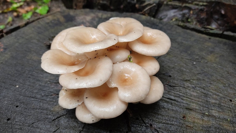 Грибы похожие на вешенки