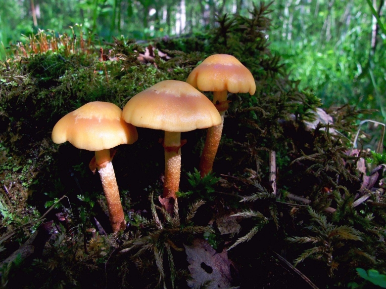 Летний опенок Kuehneromyces mutabilis