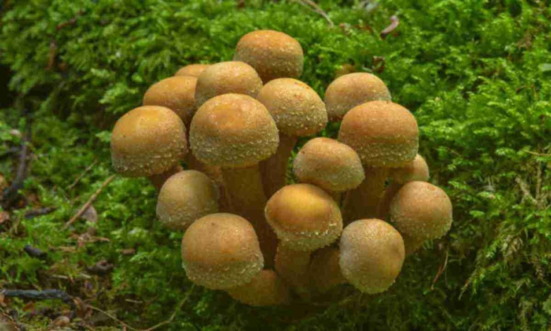 Гриб опенок летний