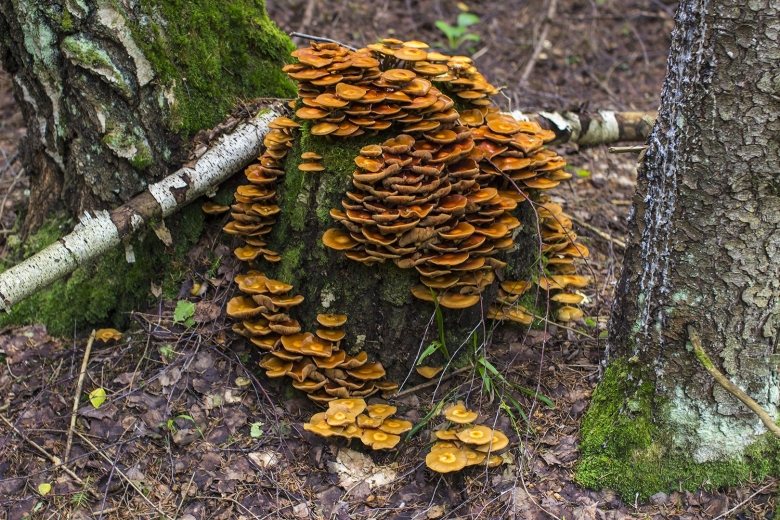 Варушки грибы