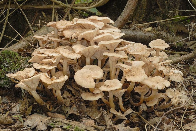 Опенок ссыхающийся Armillaria tabescens