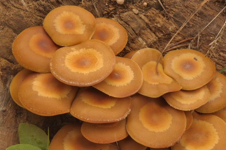 Летний опенок Kuehneromyces mutabilis
