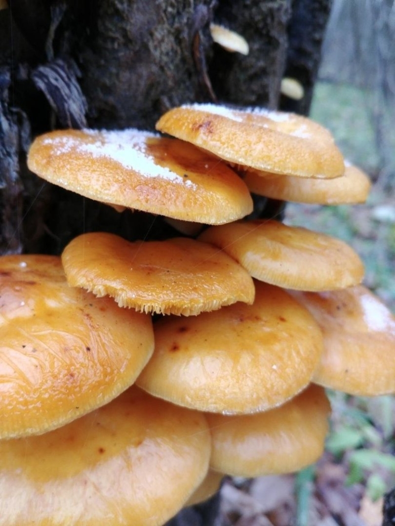 Фламмулина обыкновенная