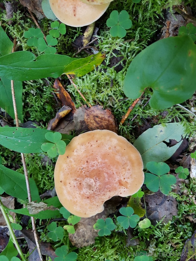 Говорушка буро желтая гриб