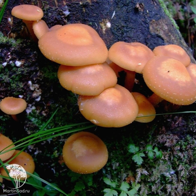 Летний опенок Kuehneromyces mutabilis