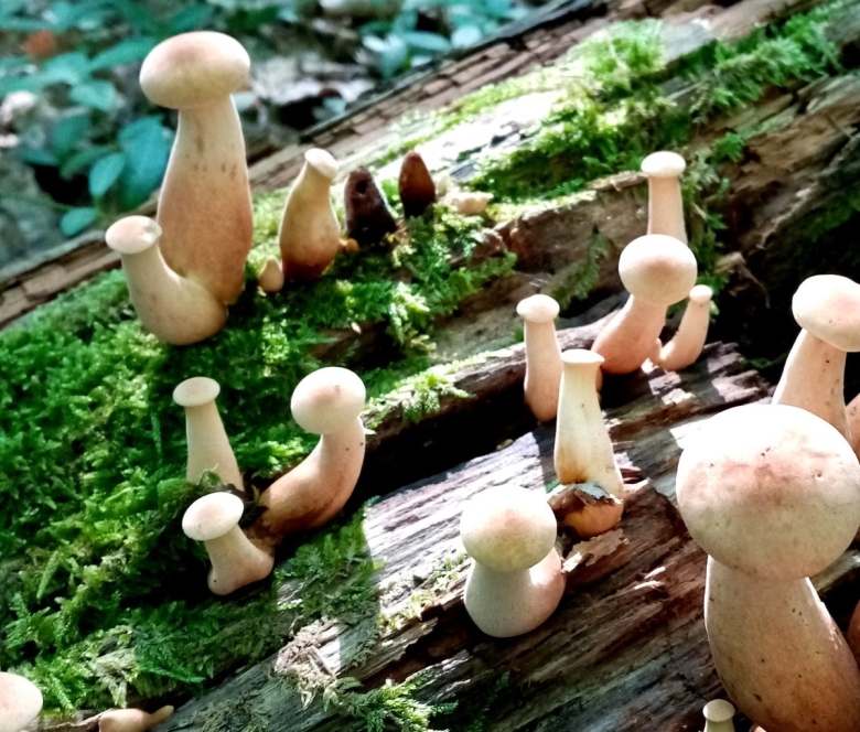 Пилолистник бокаловидный