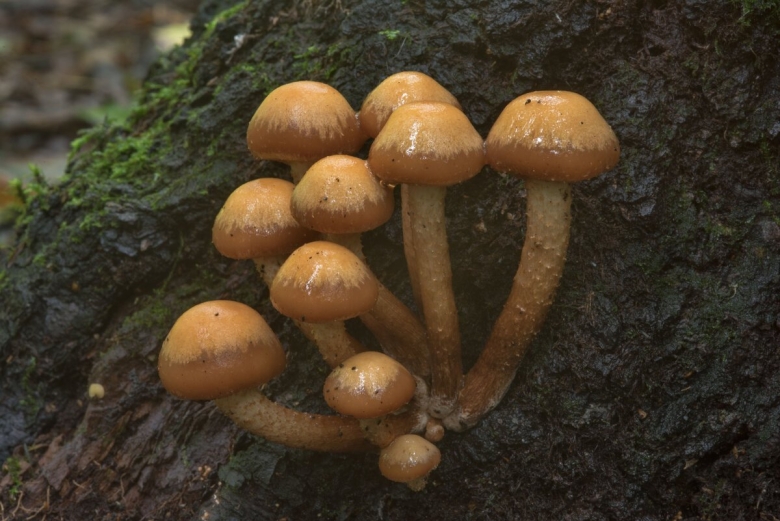 Гриб Галерина окаймленная