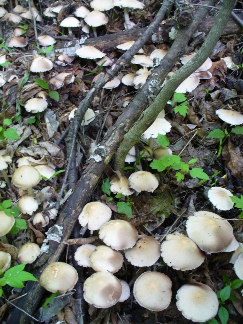 Гриб Псатирелла Кандолля