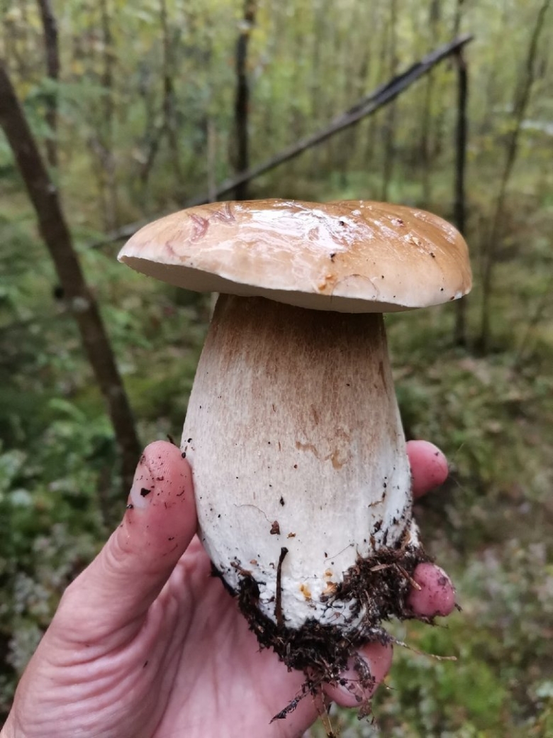 Гриб ильмак Дальневосточный