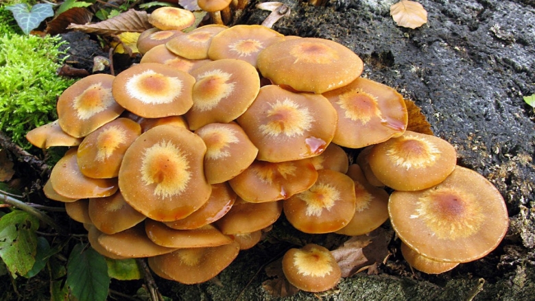 Гриб опёнок осенний переростки