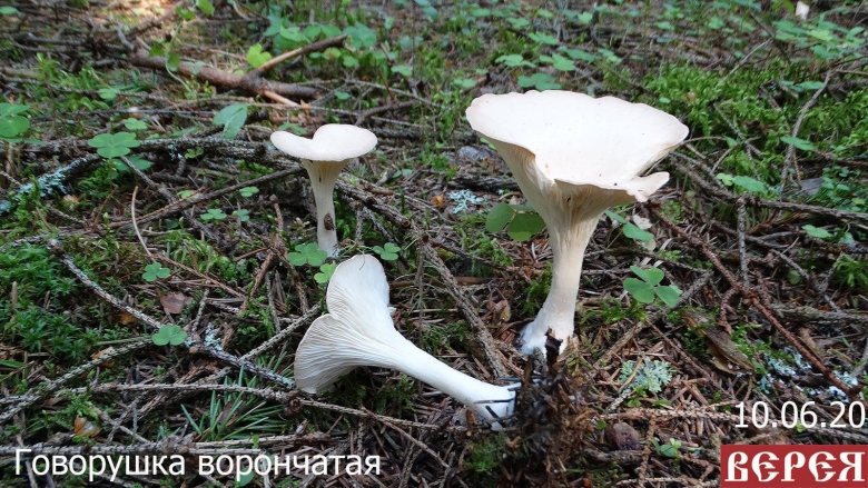 Говорушка восковатая гриб