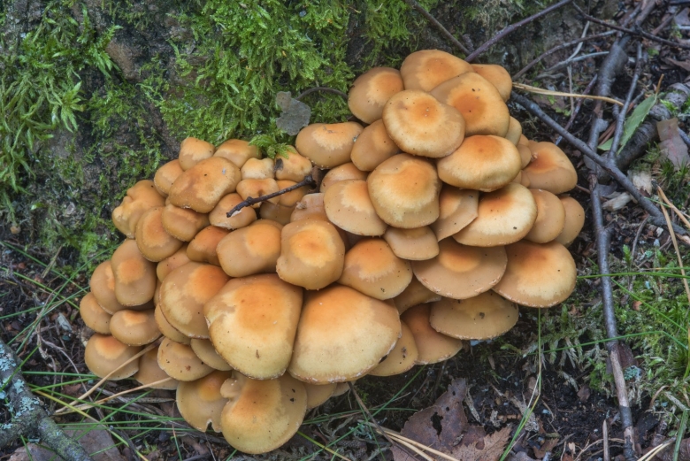 Летний опенок Kuehneromyces mutabilis