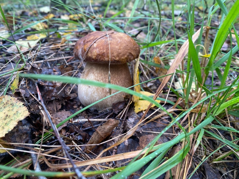 Осенние грибы