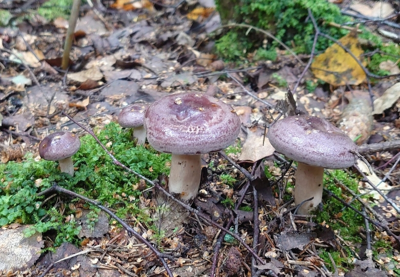 Грибы Сибири фото и названия