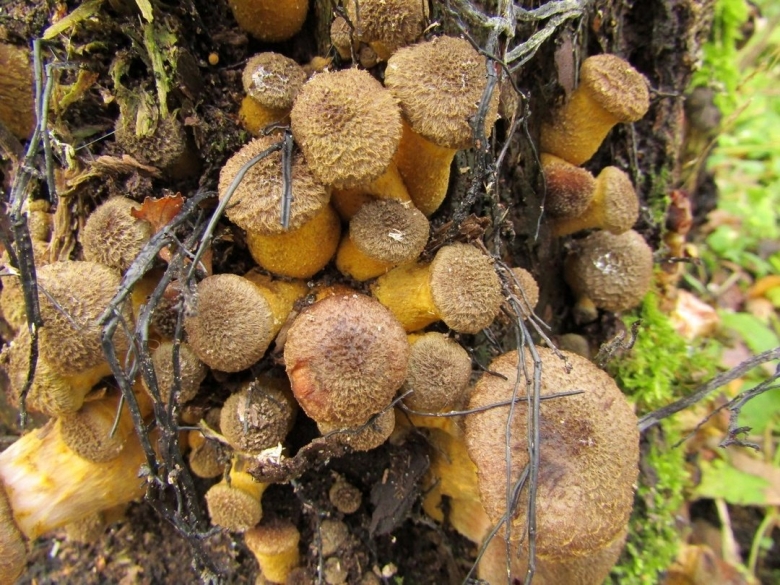 Опенок гриб