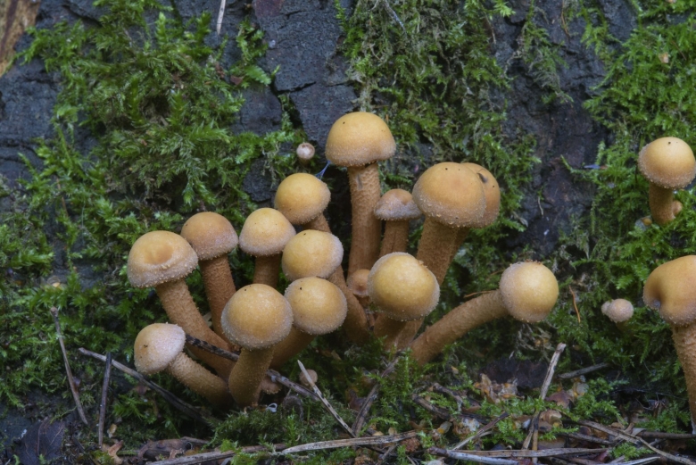 Галерина окаймленная и летний опенок