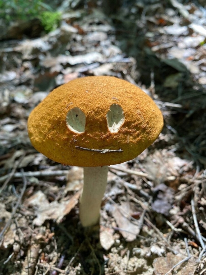 Фото грибов в лесу