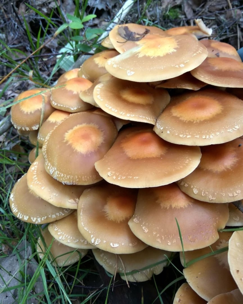 Летний опенок Kuehneromyces mutabilis