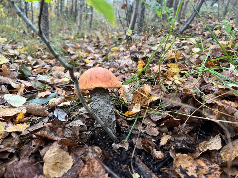 Гриб в лесу