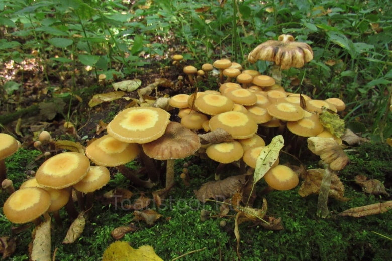 Опёнок летний