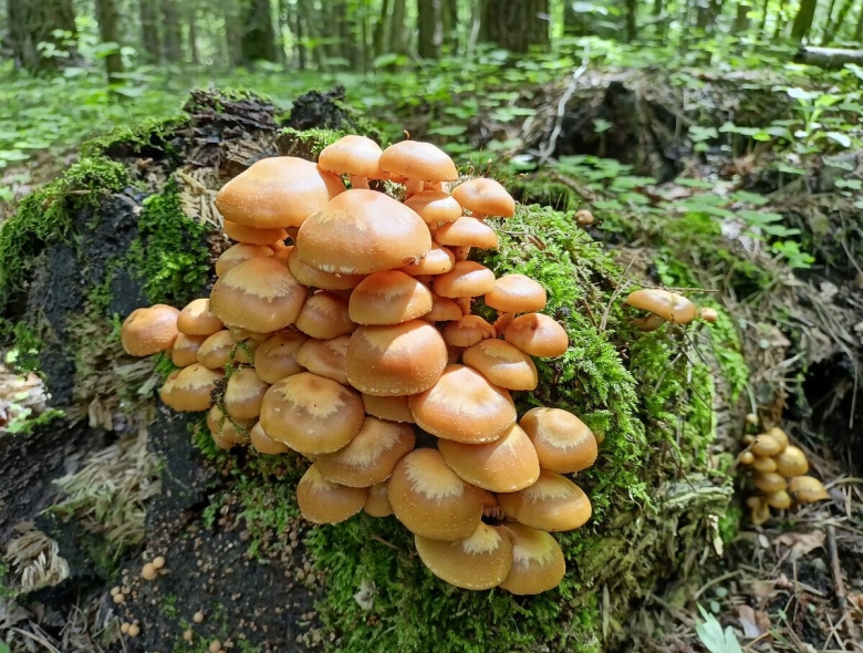 Луговые опята картинки