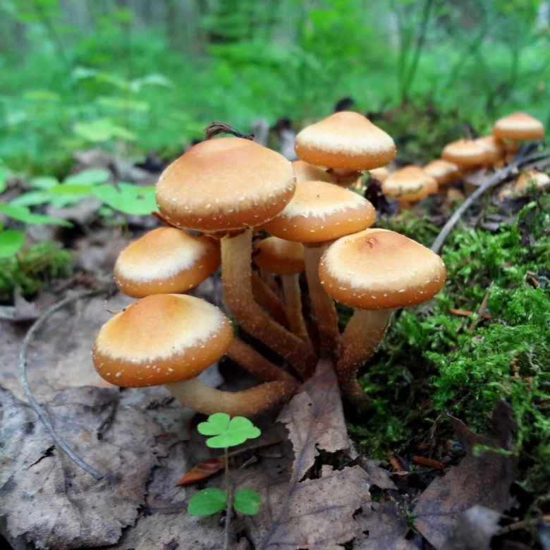 Опёнок осенний серопластинчатый