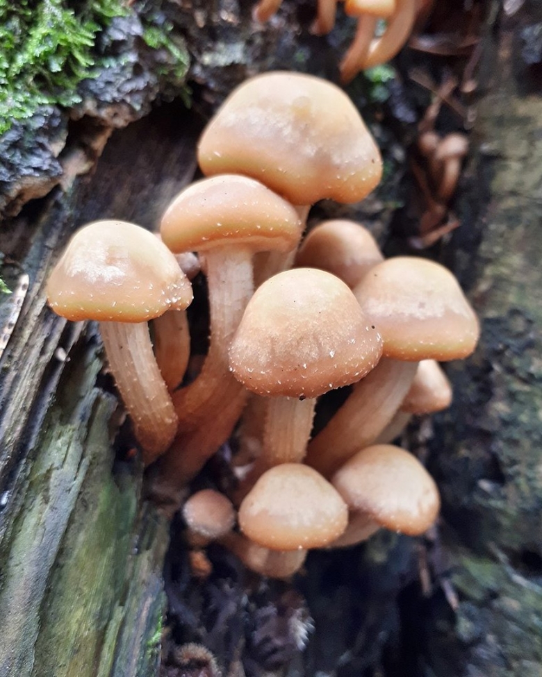 Летний опенок Kuehneromyces mutabilis