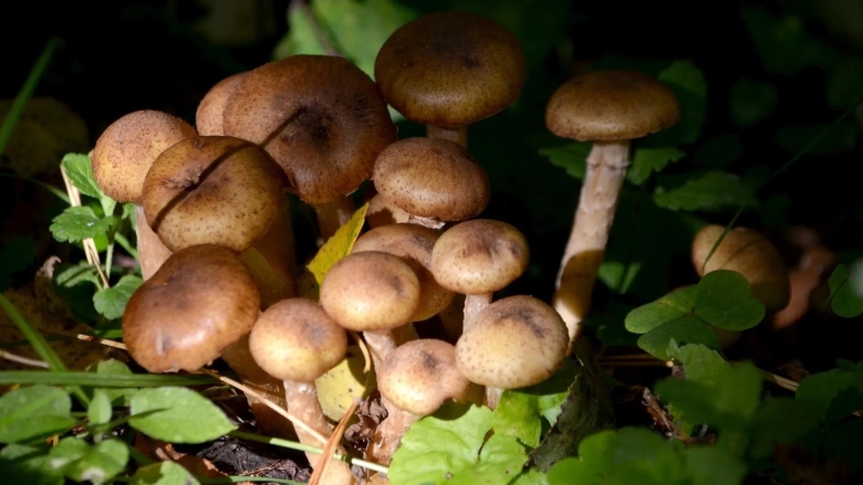 Опенок осенний темный