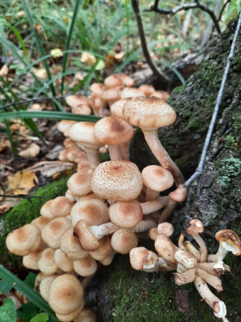 Опёнок тёмный Орегон