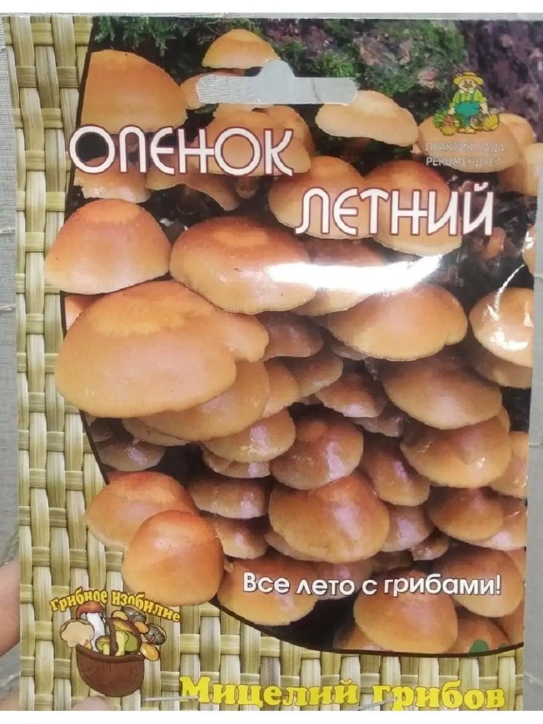 Опенок летний мицелий