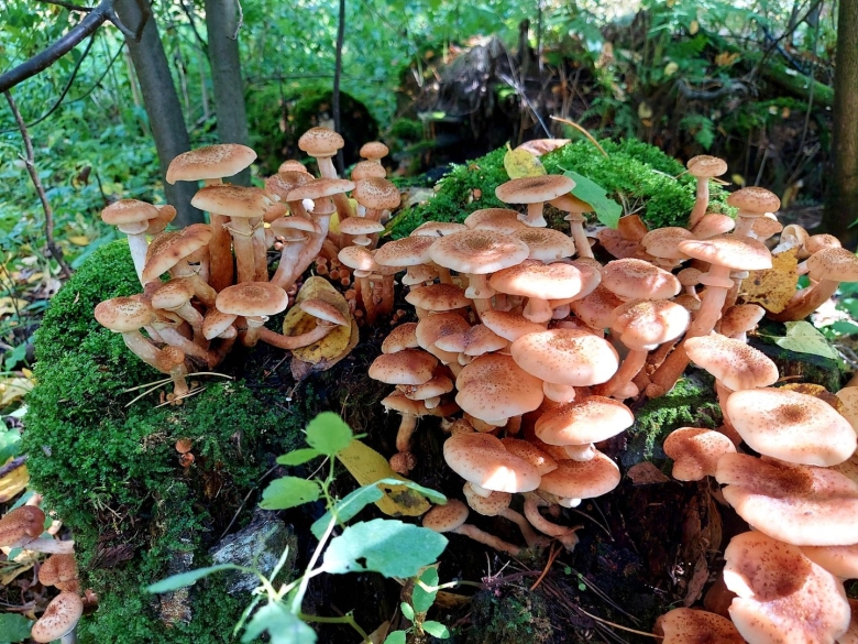 Лесные опята съедобные