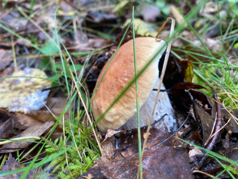 Гриб майка фото