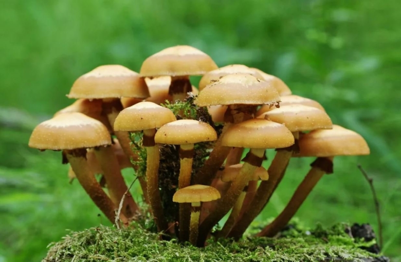 Летний опенок Kuehneromyces mutabilis