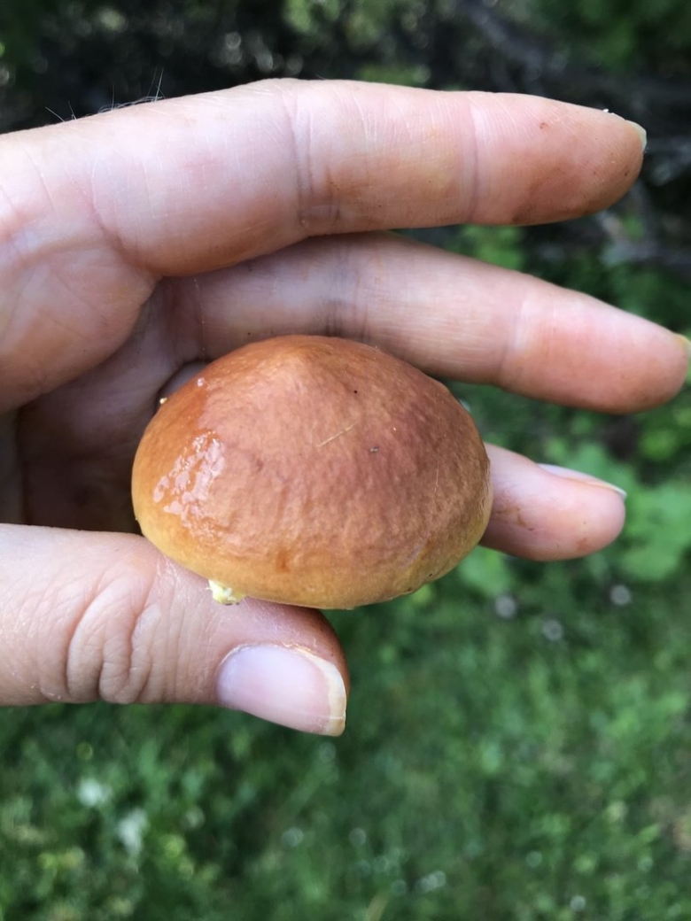 Лиственничный масленок гриб