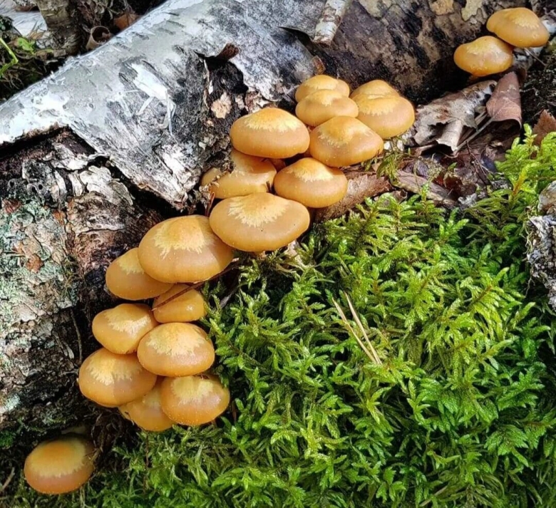 Летний опенок Kuehneromyces mutabilis