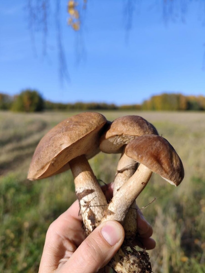 Ложный подосиновик