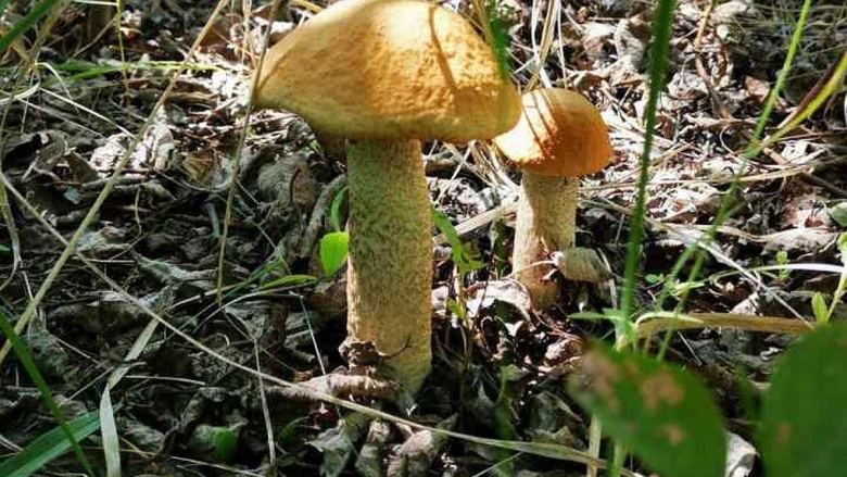 Грибы Пермского края