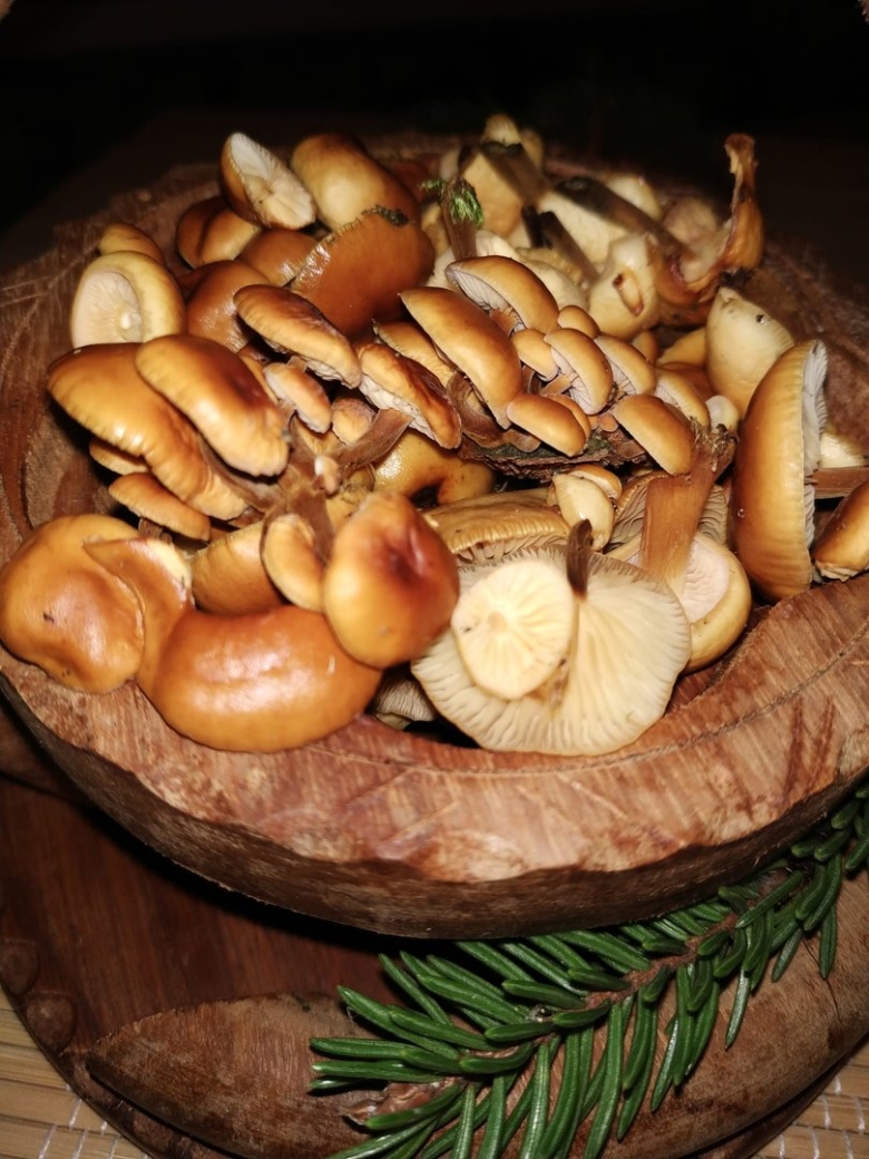 Опята маринованные