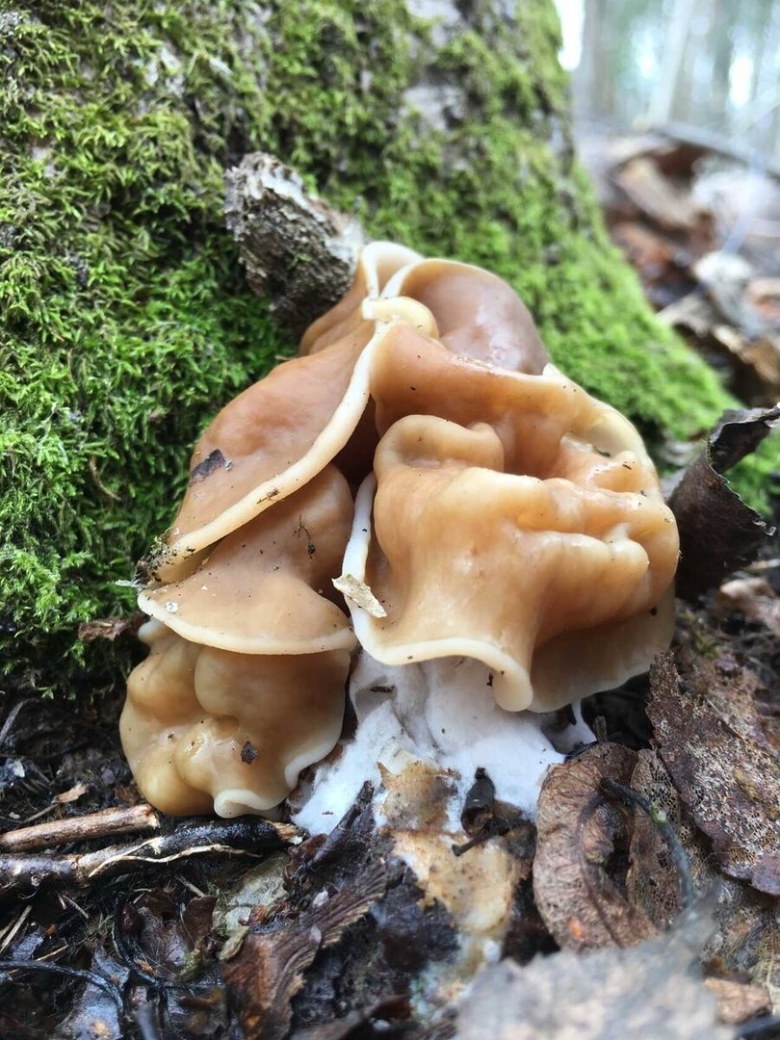 Строчок гриб фото