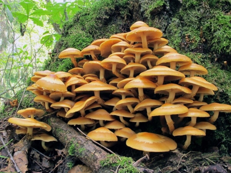 Летний опенок Kuehneromyces mutabilis