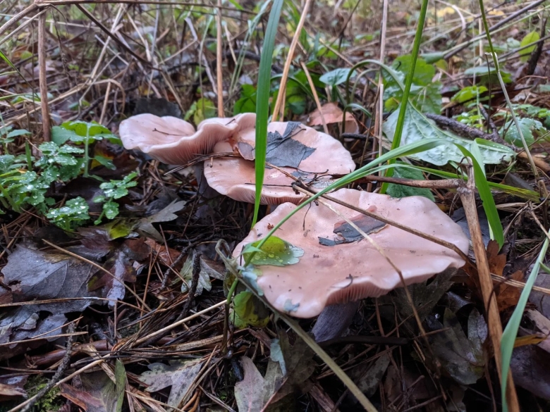 Ложные опята фото