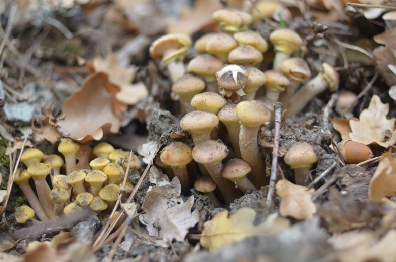 Опенок Тополиный